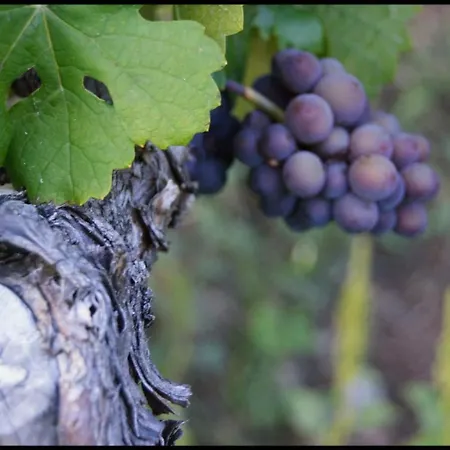D'hôtes Des Cascades St-nicolas Maison d'hôtes